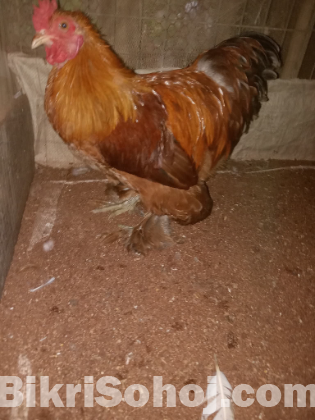 HEN